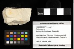 Foto (Objekt + Etiketten) von Oxythyreus sp. 